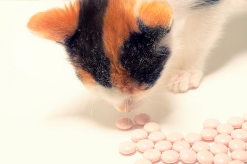 Gato comiendo medicamentos de uso humano