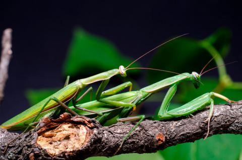 Mantis religiosa en el momento de la reproducción