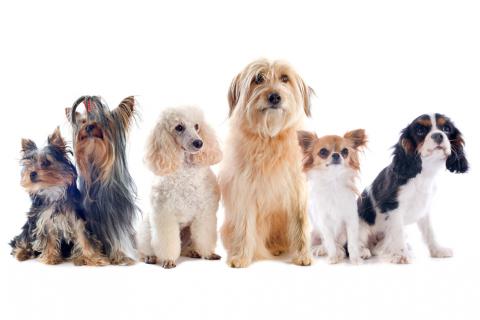 Asombro Competencia trapo Mejores razas de perro para personas mayores - Mascotas