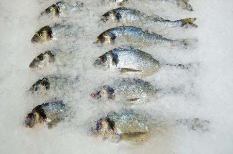 Pescados conservados en hielo para su venta