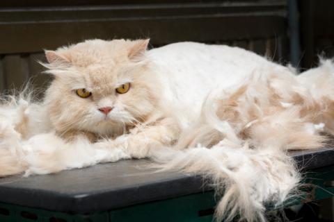 Gato persa con problema de caída de pelo