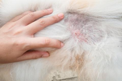 Síntomas de lesiones dermatológicas en perros