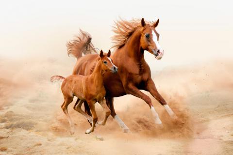 Cría y hembra de caballo árabe