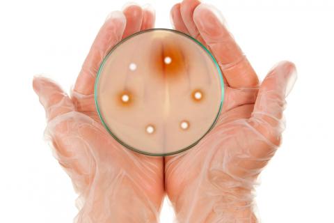 Resistencias a antibióticos en una placa de petri