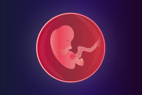 Semana 4 de embarazo - Primer mes de embarazo