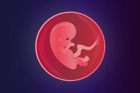 Semana 9 de embarazo: cambios - Segundo mes de embarazo
