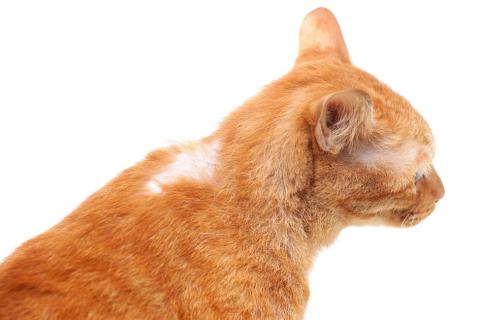 Factores de riesgo y consecuencias de las bolas de pelo en gatos
