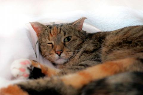Gato con conjuntivitis tiene un ojo cerrado