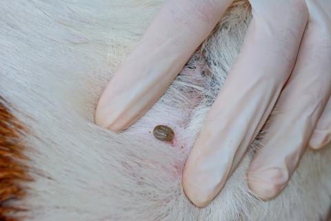 Síntomas de las picaduras de garrapata en el perro y consecuencias
