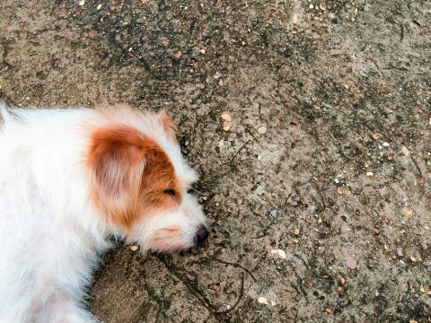 Perro tumbado en el suelo con síntomas de golpe de calor
