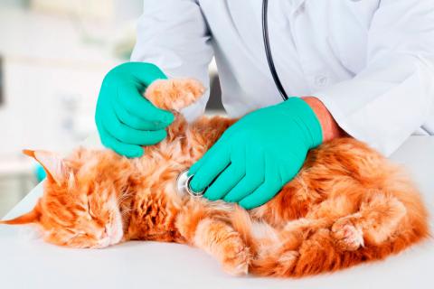 Gato siendo auscultado por el veterinario