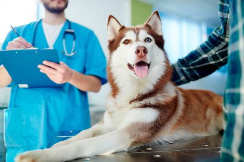 Síntomas de la tos de las perreras y posibles complicaciones