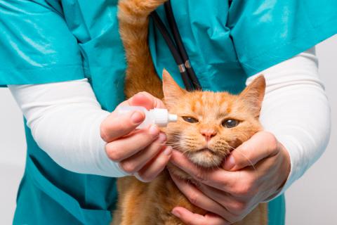 Veterinario echando gotas para la conjuntivitis del gato