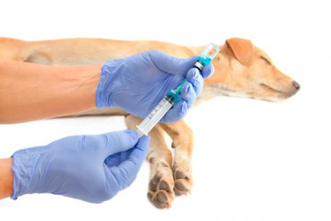 Veterinario prepara insulina para un perro