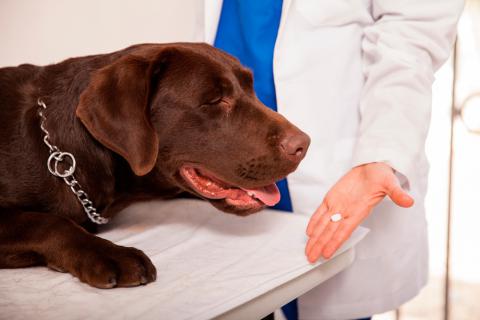 Un veterinario a punto de dar una pastilla a una perra