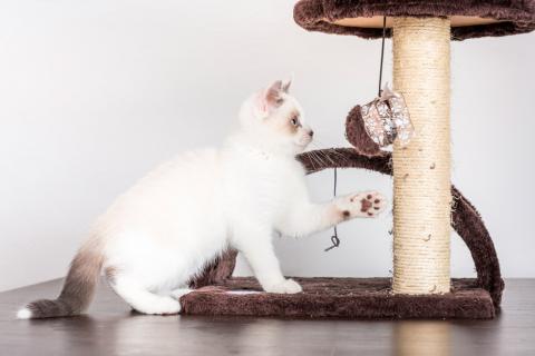Gato con un juguete para arañar