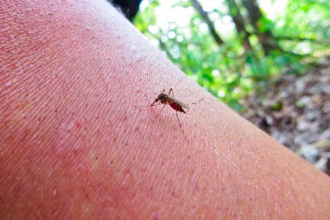 Mosquito infectado con virus Usutu