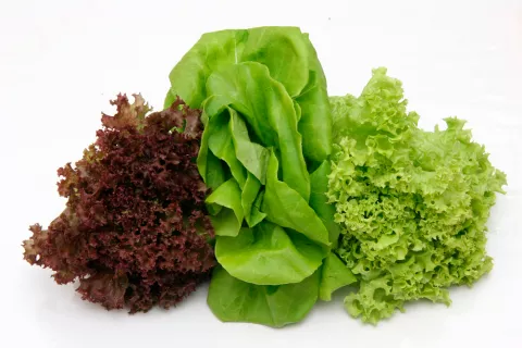 Tipos de lechugas para tu ensalada