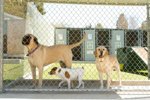 Opciones de residencias para mascotas