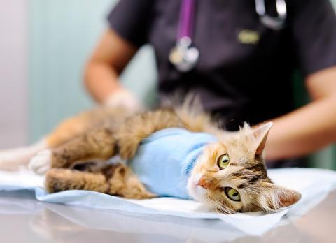 Síntomas de la hipertensión en los gatos