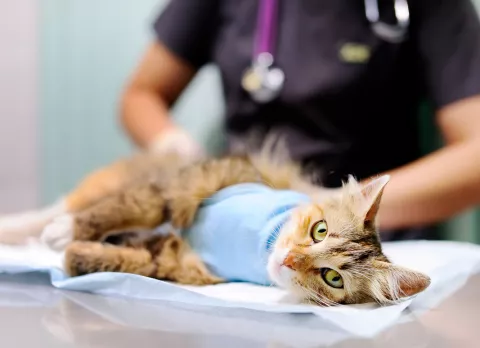 Síntomas y diagnóstico de la hipertensión en los gatos Síntomas de la hipertensión en los gatos