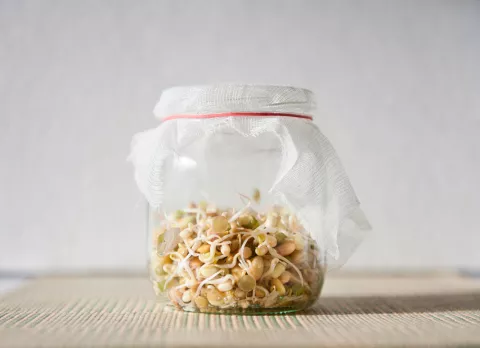 Cómo hacer germinados en casa de forma fácil y segura Hacer germinados