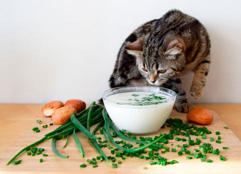 Alimentos que no debe comer un gato