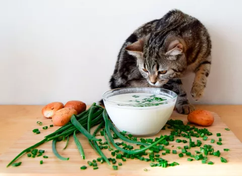 Alimentos no recomendados para un gato Alimentos que no debe comer un gato