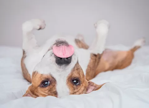Síntomas de la epilepsia en el perro y cómo se diagnostica Síntomas de un ataque epiléptico a un perro