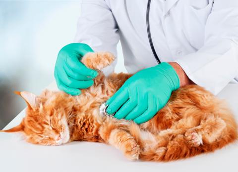 Tratamiento de la insuficiencia renal crónica felina