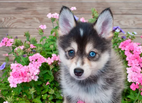 Pomsky cepillado