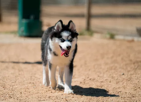 Compra del pomsky