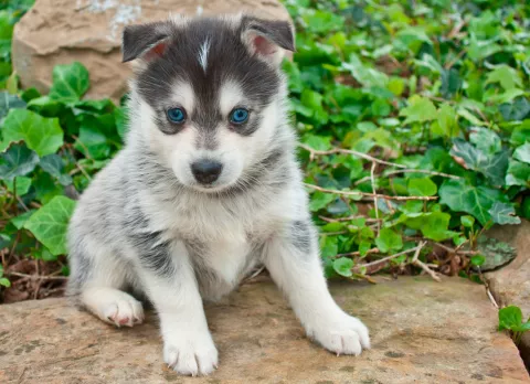 Salud y reproducción del pomsky Cría de Pomsky