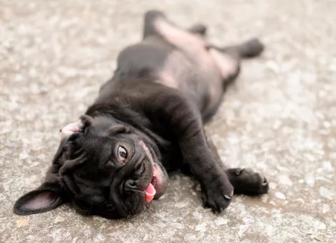 Síntomas de ahogamiento en la mascota Mascota ahogándose