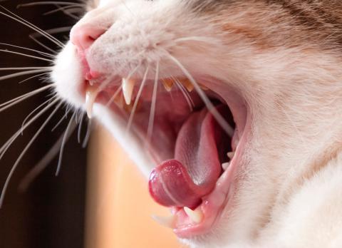 Gingivoestomatitis crónica en el gato