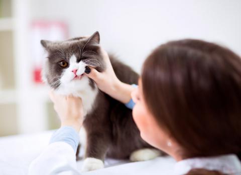 Tratamiento de la gingivoestomatitis crónica en el gato