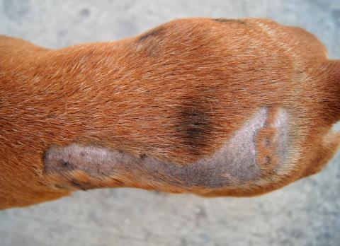 cansada caballo de Troya Cordelia Alopecia canina: qué es y causas de la caída de pelo en el perro