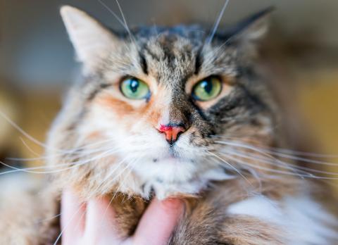 Hemorragia nasal en el gato: causas de la epistaxis