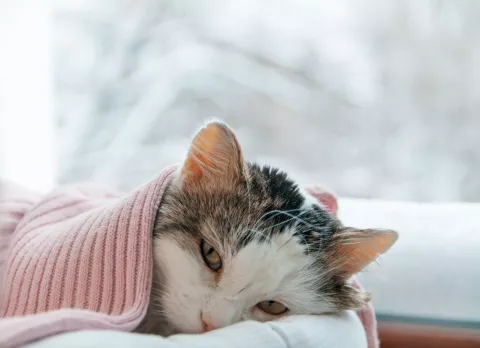 Tratamiento y primeros auxlilios de la epistaxis felina Tratamiento de la epistaxis felina