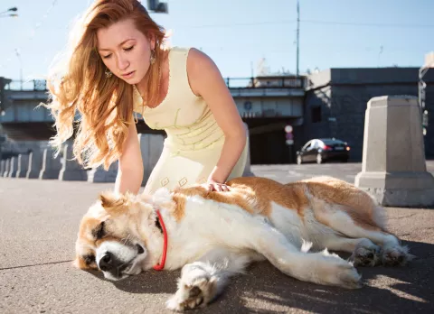 Primeros auxilios del síncope canino y cómo prevenirlo Primeros auxilios del síncope canino