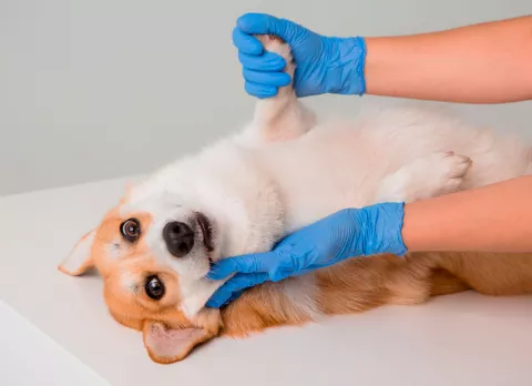 Síntomas y diagnóstico del síncope en el perro Síntomas del síncope en el perro