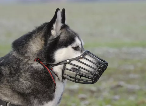 Bozal para perros: cuándo deben llevarlo Bozal para perros en un Husky
