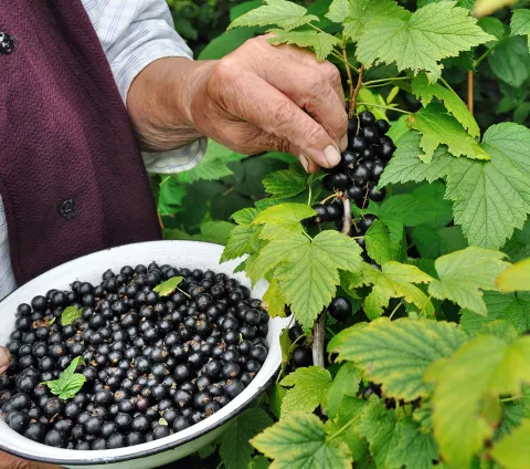 Persona mayor recogiendo grosellas negras para comer