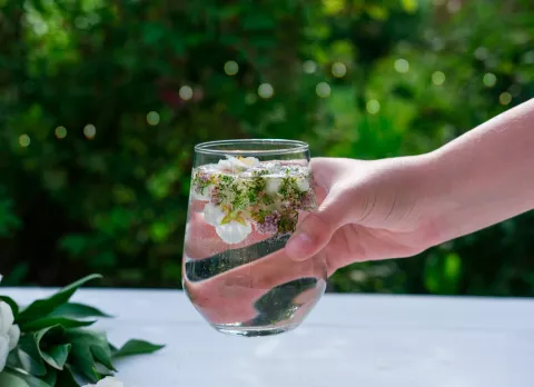 12 plantas recomendadas para infusiones veraniegas Plantas recomendadas para infusiones veraniegas