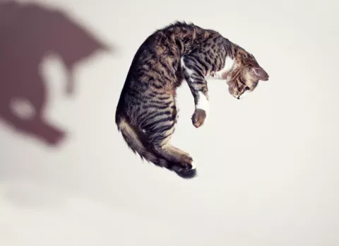 Síndrome del gato paracaidista: cómo evitarlo Síndrome del gato paracaidista
