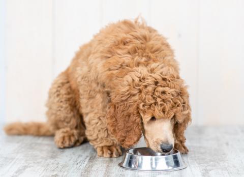 Alimentación e higiene del caniche toy o poodle toy
