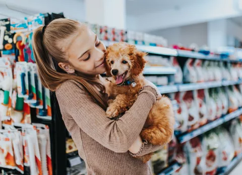 Consejos para comprar un caniche toy