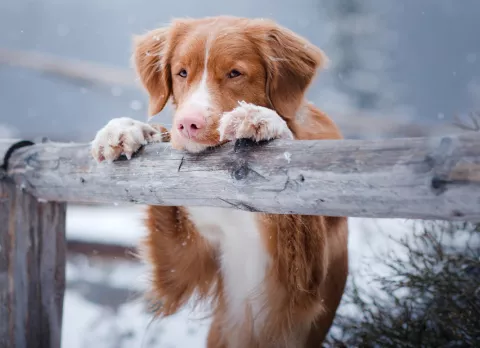 Perro sufriendo hipotermia