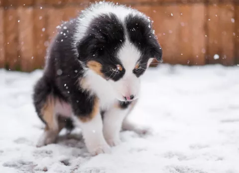 Perro en la nieve