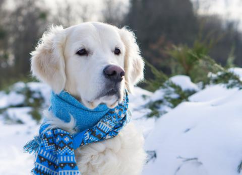 Perro en la nieve con una bufanda